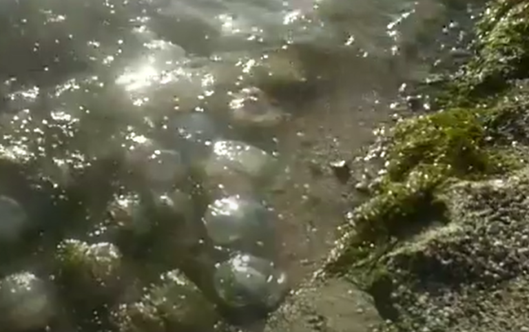 Сплошное месиво: в сети показали, что сейчас происходит на запорожском курорте (ВИДЕО)