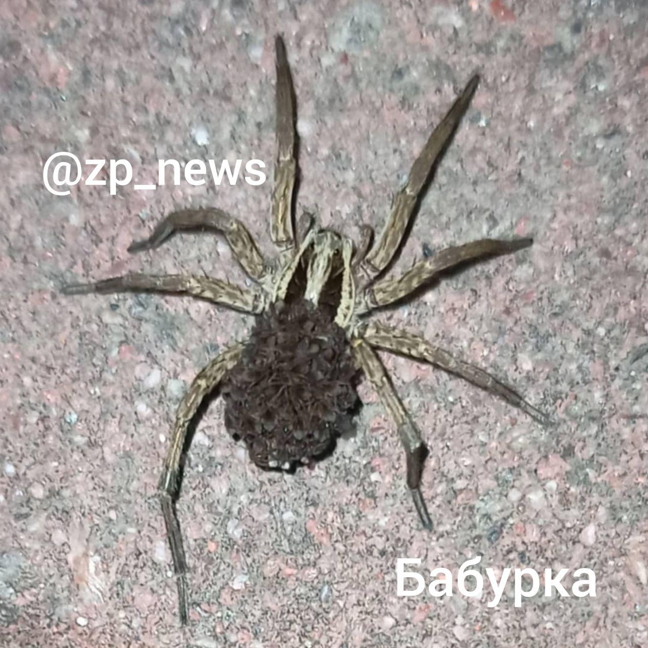 В Запорожье и области активизировались ядовитые пауки (ВИДЕО-ФОТО)