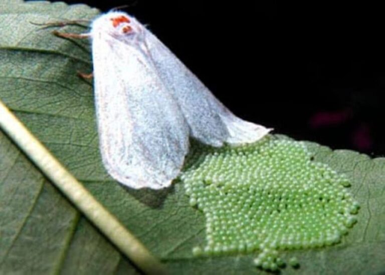 В Запорожской области ввели карантинный режим из-за опасного экзотического насекомого