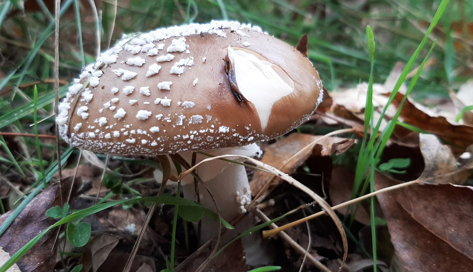 В Запорожской области обнаружили красивый, но очень ядовитый гриб (ФОТО)