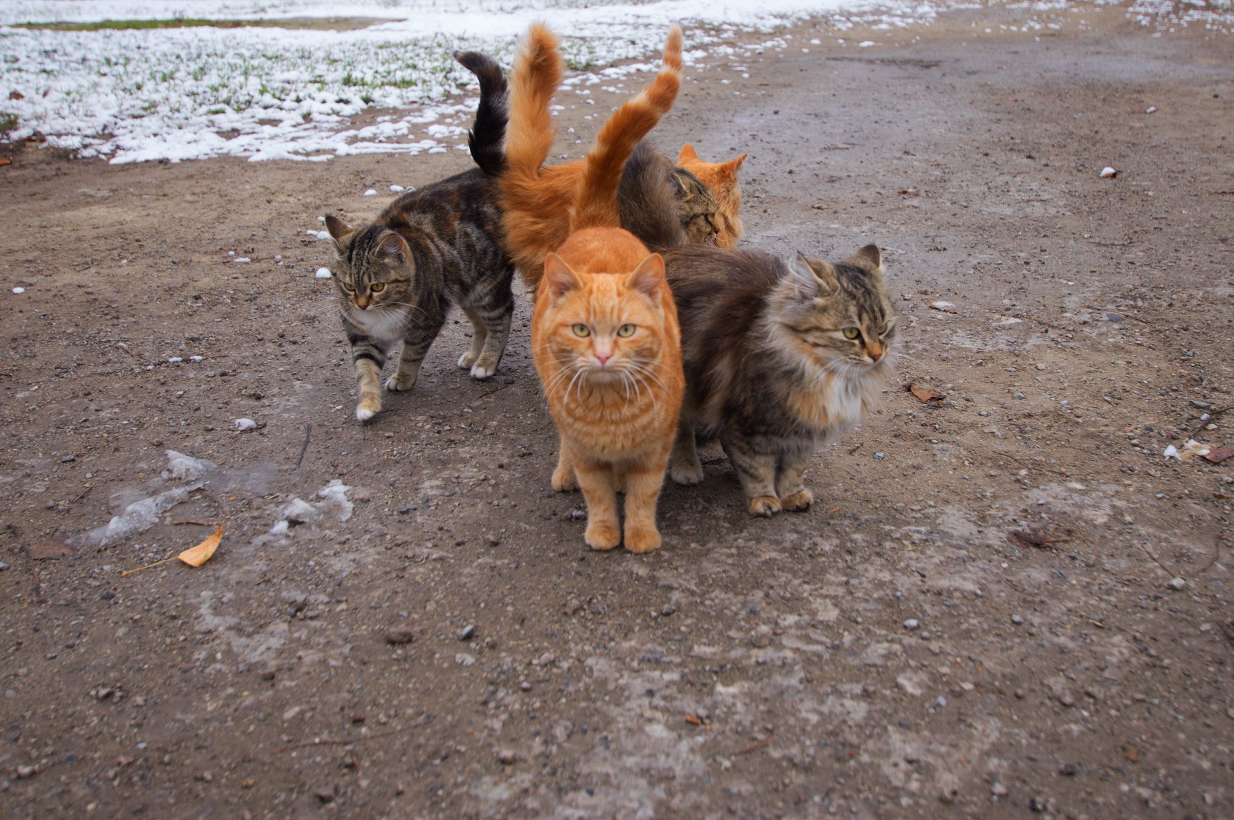 Курьёз: в Запорожье промышляет кошачья "банда" (ФОТО)