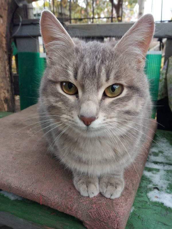 Курьёз: в Запорожье живёт кот, который умеет улыбаться (ФОТО)