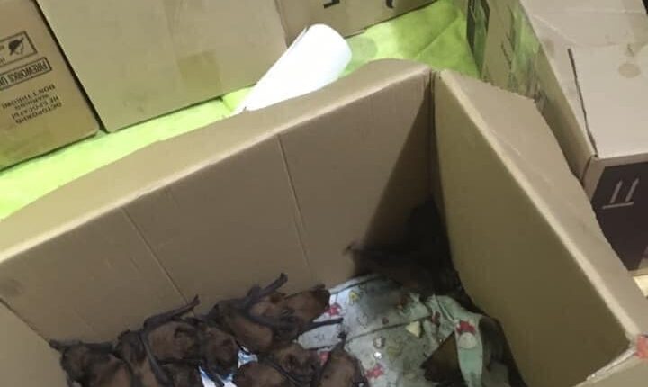 В Запорожье в ходе ремонта квартиры обнаружили краснокнижных животных (ФОТО)