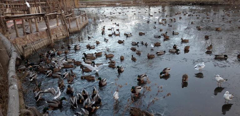 В Запорожье в центральном парке заметили рекордное количество уток (ФОТО)