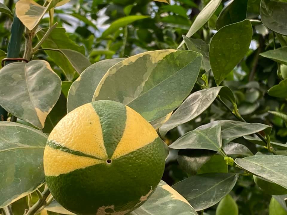 В Запорожье начал плодоносить необычный тропический фрукт (ФОТО)