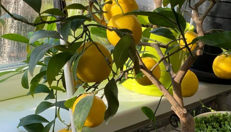 В Запорожье начал плодоносить необычный тропический фрукт (ФОТО)