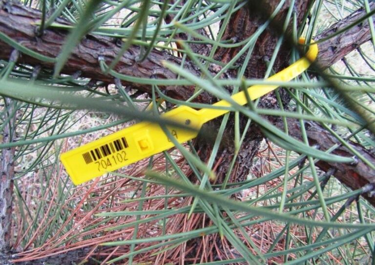 Стало известно, где в Запорожской области будут торговать ёлками (АДРЕСА)