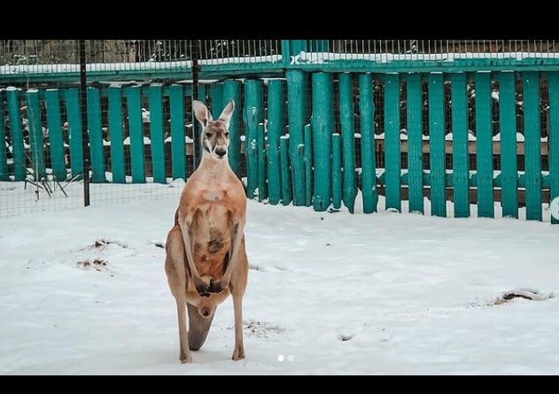 Кенгуру в бердянском зоопарке впервые увидели снег: реакция животных умилила (ФОТО)