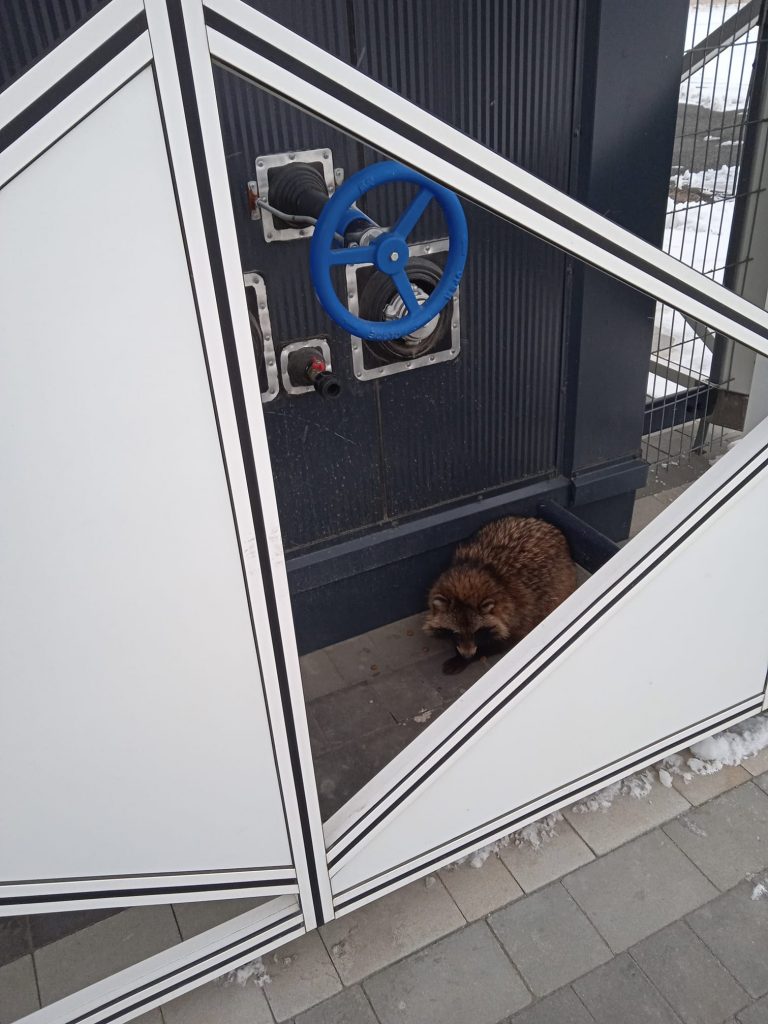 Пушистая туристка: из запорожского аэропорта пыталась "улететь" енотовидная собака (ФОТО)