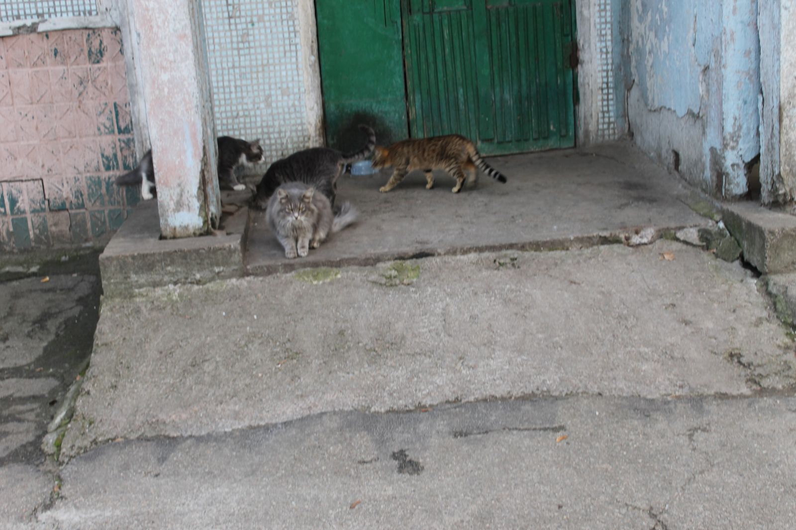 В подвале запорожской многоэтажки правители ОСББ пытаются замуровать около 60 котов (ФОТО)