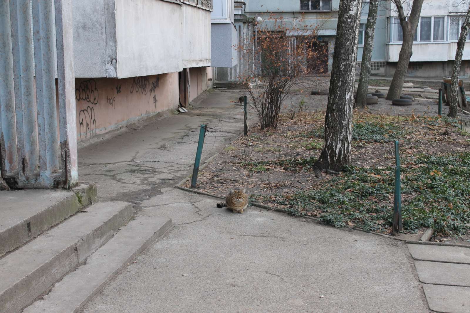 В подвале запорожской многоэтажки правители ОСББ пытаются замуровать около 60 котов (ФОТО)