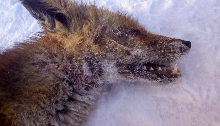 В Запорожской области появилась новая жертва неизвестного хищника (ФОТО 18+)