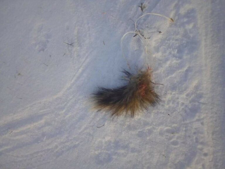 В Запорожской области появилась новая жертва неизвестного хищника (ФОТО 18+)