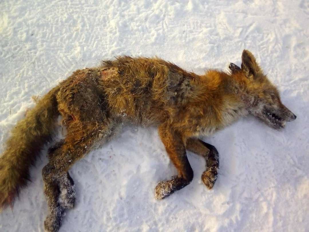 В Запорожской области появилась новая жертва неизвестного хищника (ФОТО 18+)