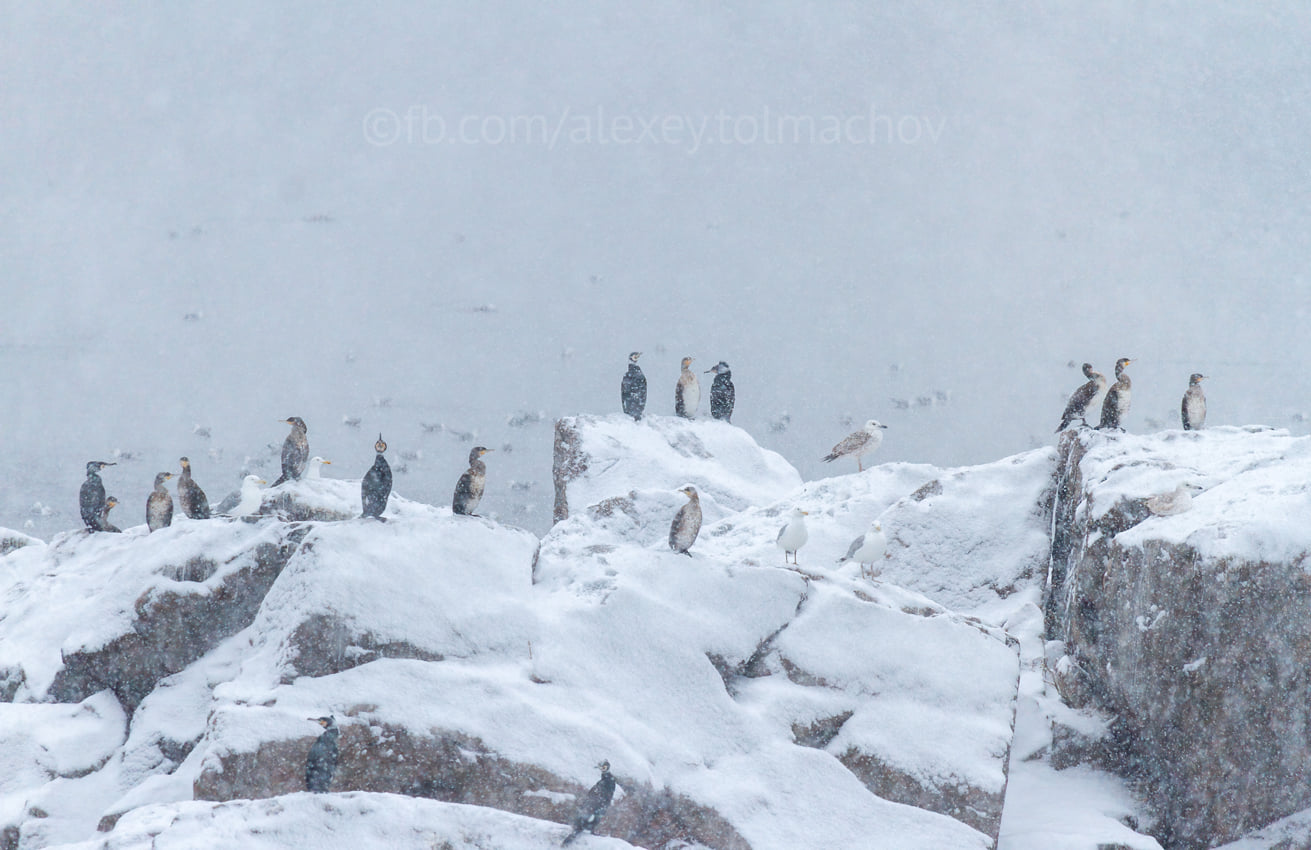 Запорожские "пингвины": на склонах Хортицы зимуют необычные птицы (ФОТО)