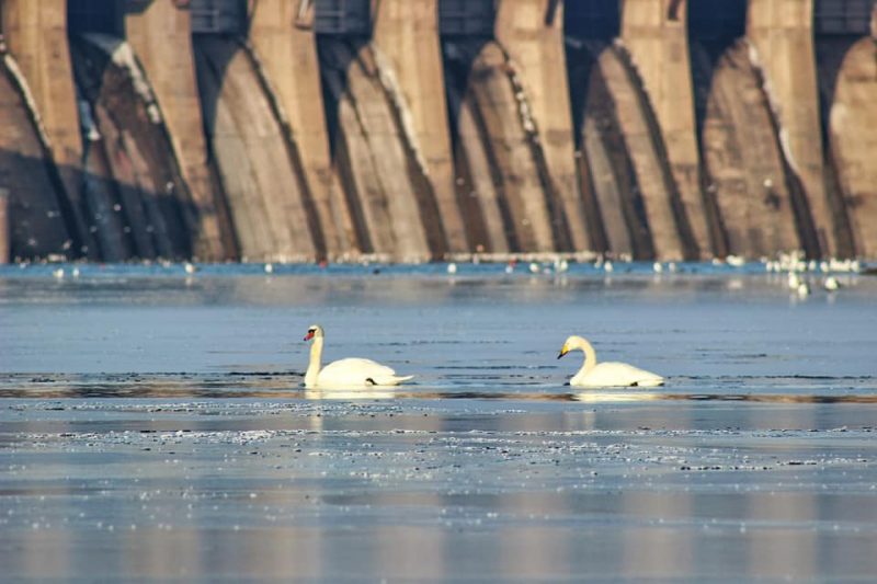 В Запорожье около плотины ДнепроГЭС поселилась стая диких лебедей (ФОТО)