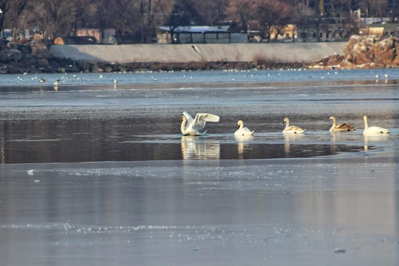 В Запорожье около плотины ДнепроГЭС поселилась стая диких лебедей (ФОТО)