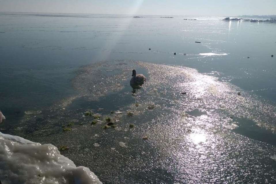 Ледяной плен: в Запорожской области на море ко льду примёрз лебедь (ВИДЕО)