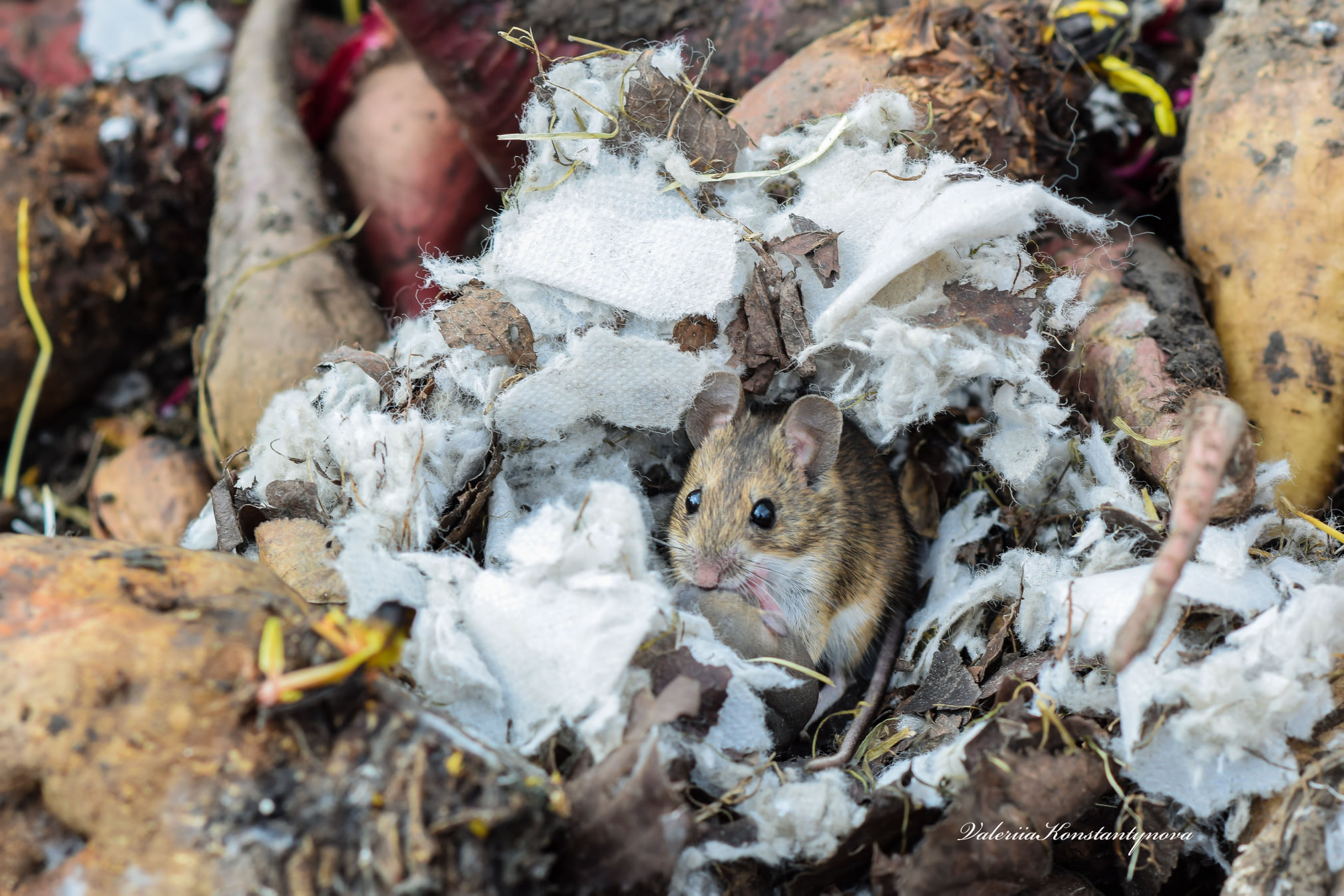 Запорожский фотограф показала трогательную историю мышиной семьи (ФОТО)