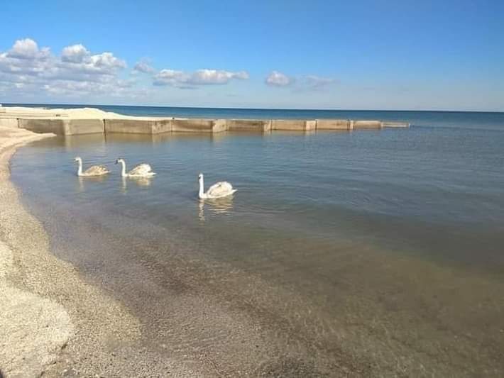 В Запорожской области на популярном курорте заметили стаю лебедей (ФОТО)