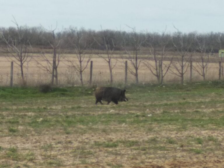 Нападения свиней: в Запорожской области людей атакуют животные (ВИДЕО)
