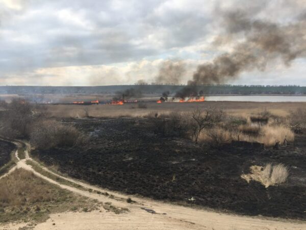 В Бердянске школьники устроили масштабный пожар: выгорели гектары заказника (ВИДЕО)