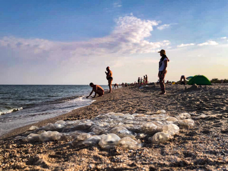 И так сойдет: бердянская мэрия не собирается бороться с медузами и комарами
