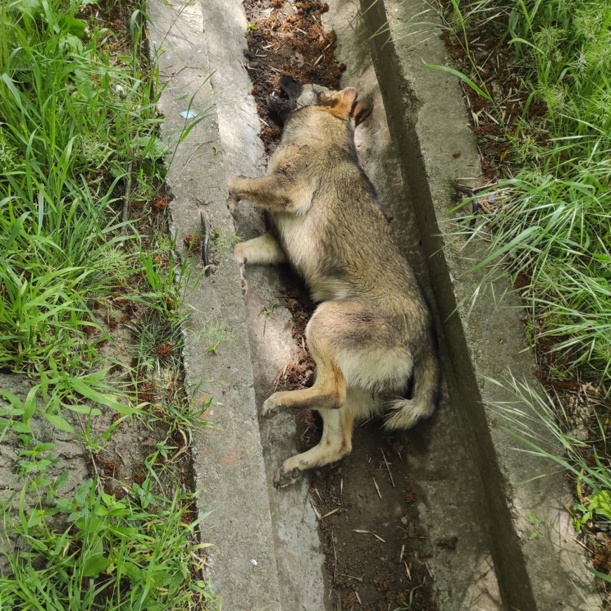 В Запорожской области произошло массовое отравление собак (ФОТО)