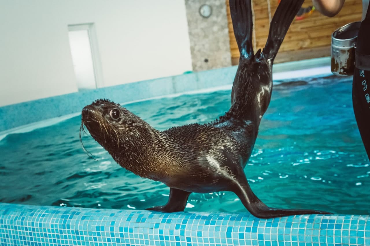 Этим летом гостей дельфинария "Оскар" в Кирилловке ожидает обновленная шоу-программа