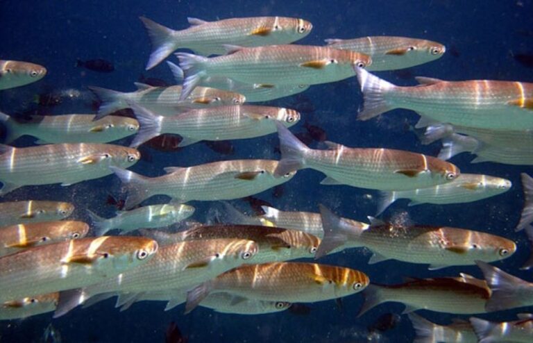 Время нереста: в Молочном лимане пиленгас выпрыгивает из воды (ВИДЕО)