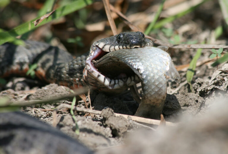 Запорожец показал как в Днепре змея охотится на рыбу (ВИДЕО)