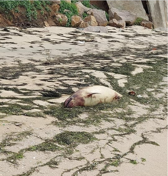 На побережье Азовского моря волны массово вымывают мертвых дельфинов (ФОТО)