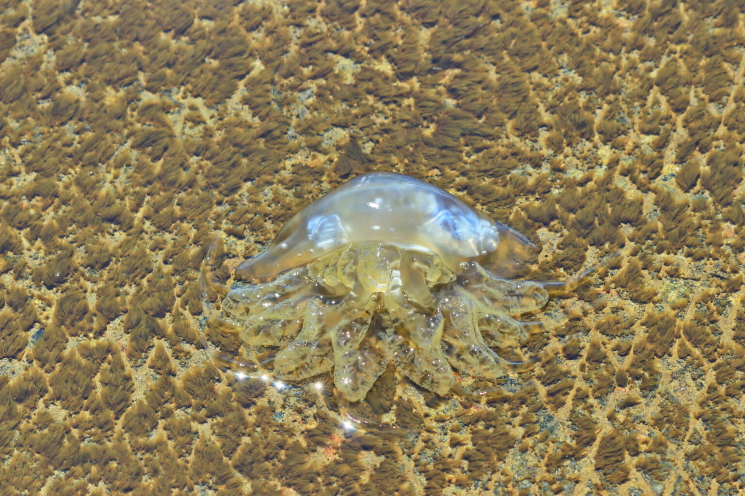 На Азовском побережье появились первые медузы (ФОТО)