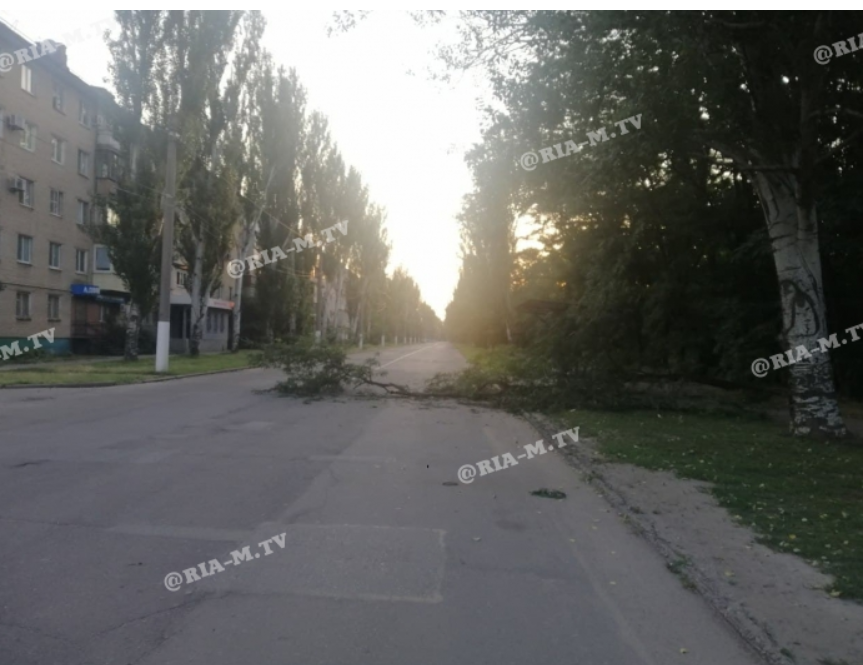 В Запорожской области дерево от старости рухнуло на проезжую часть (фото)
