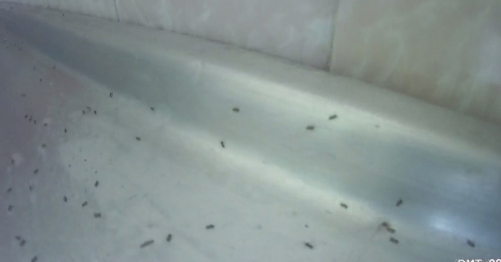 В детском лагере на запорожском курорте детей едва не накормили муравьями: подробности (ФОТО)