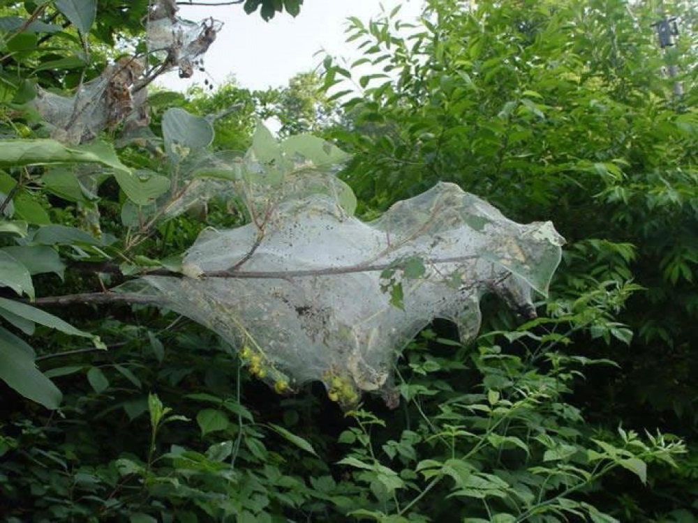 В Запорожской области из-за опасного экзотического насекомого ввели карантин (ФОТО)