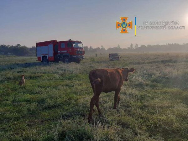 В Запорожской области под землю провалилось крупное животное (ФОТО)