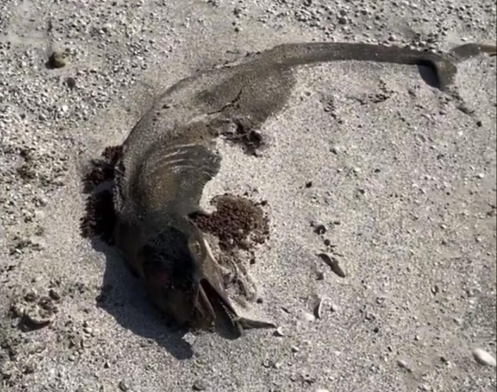 В Кирилловке на берегу обнаружили труп неизвестного животного (ФОТО)