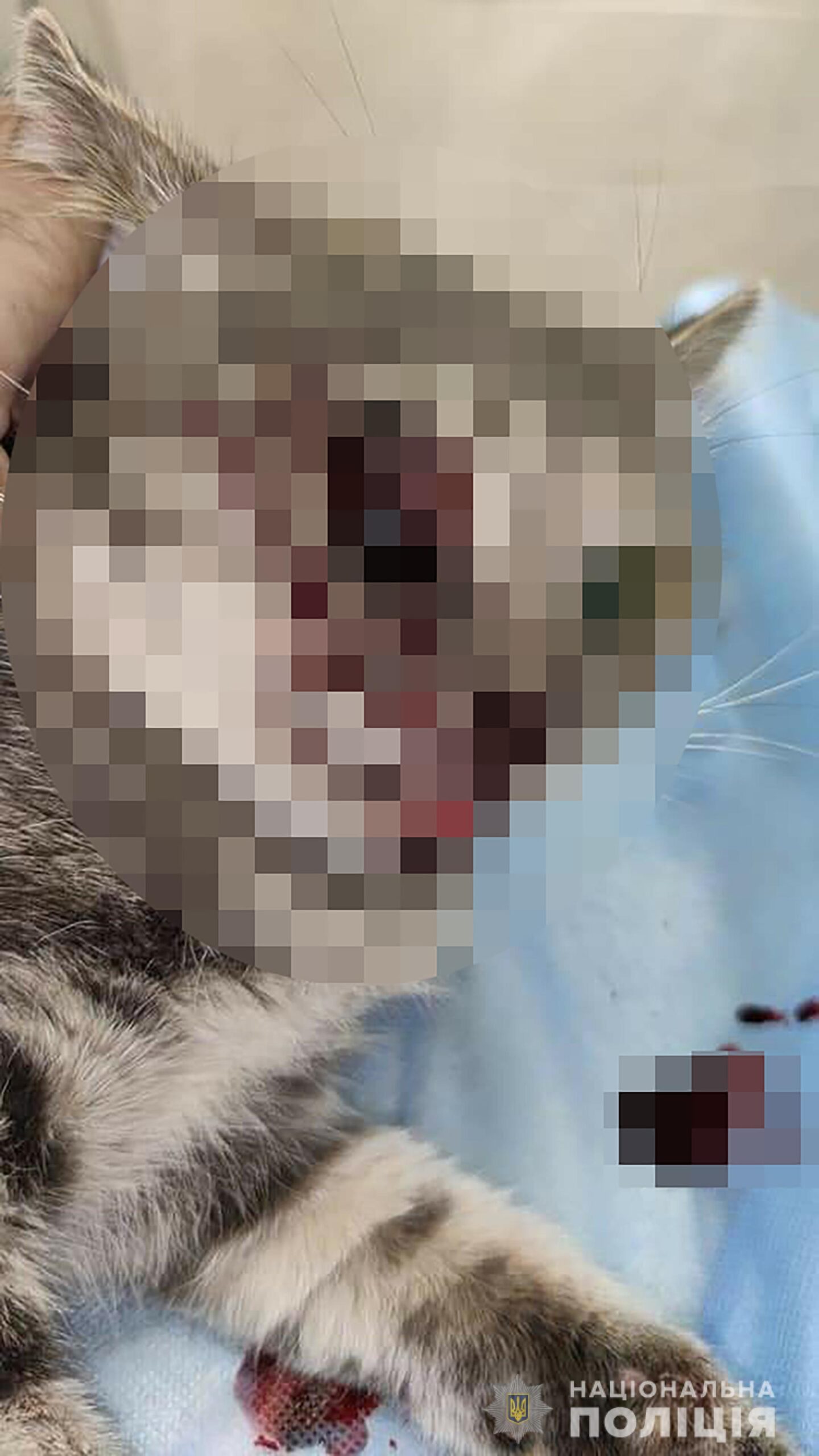 ЧП в Запорожье: мужчина избил кошку и выбросил ее из окна многоэтажки (ФОТО)