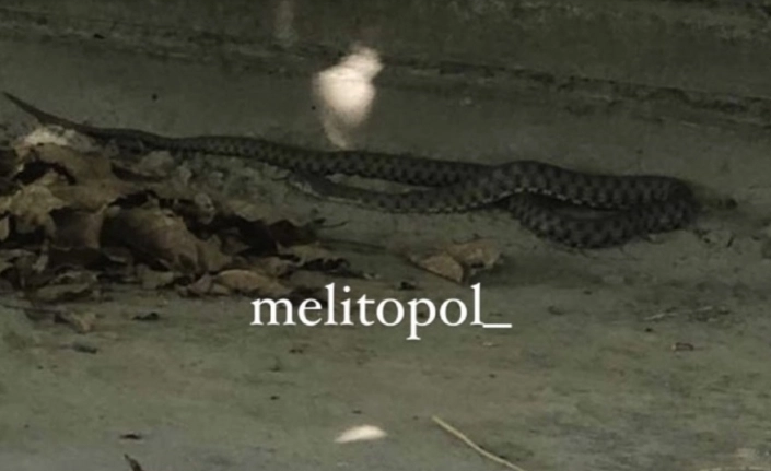 Жителей Мелитополя напугала большая змея (ФОТОФАКТ)