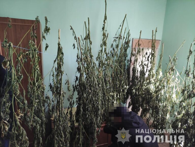 В Запорожской области «дачник» вырастил конопли на миллион гривен (ФОТО)