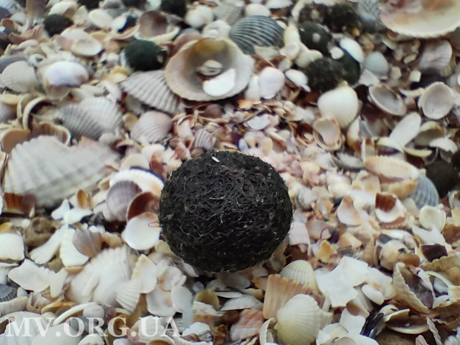 Не медузами едиными: побережье Азовского моря оккупировали зеленые шарики (ФОТО)