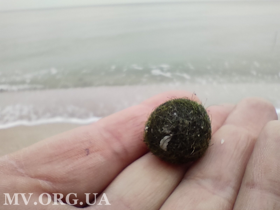Не медузами едиными: побережье Азовского моря оккупировали зеленые шарики (ФОТО)