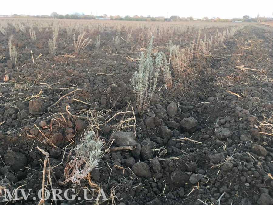 Местный Прованс: в Запорожской области появилось лавандовое поле (ФОТО)