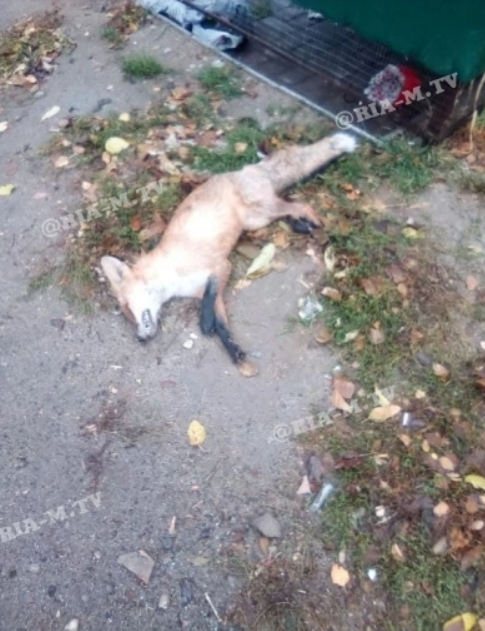 В Мелитополе возле супермаркета обнаружили труп хищного зверя (ФОТО)