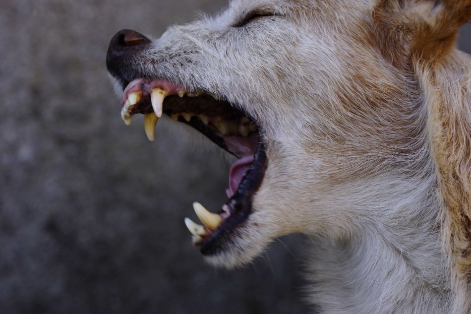 В Мелитополе мужчина натравливает своего бойцовского пса на собак (ФОТО)