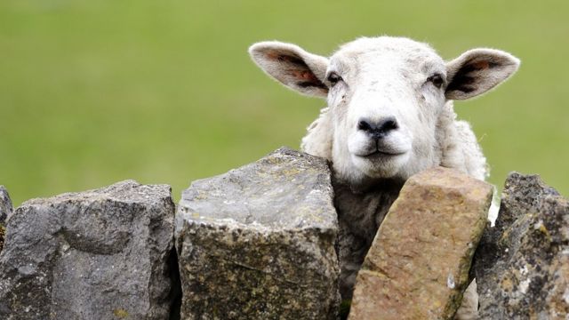 В Запорожской области родилась четырехрогая овца (ФОТО-ВИДЕО)