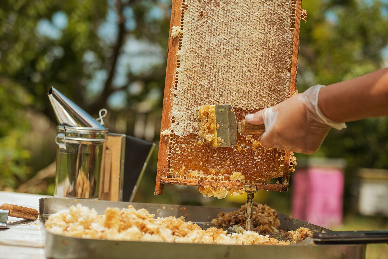Забрусний мед та користь від його застосування: що кажуть експерти